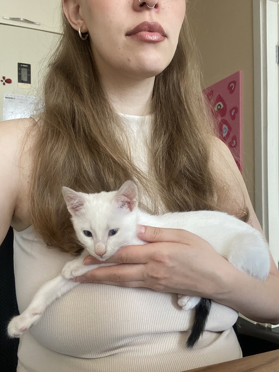 namaste_che's tweet photo. Котёнок ищет дом в Батуми/Тбилиси. Вы будете очень счастливы с этим бубликом, он любит спать в обнимку, мурчать в ушко, помогает со всеми домашними делами и работой (контролирует все процессы).

Очень прошу репоста ♥️ https://t.co/16xkofsqkj
