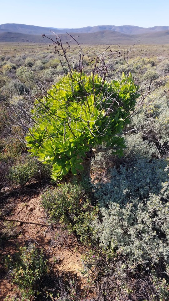 ConcorConstruct's tweet photo. This World Nature Conservation Day, we're reminded that responsible infrastructure is measured not only by what we build, but also by what we protect.

Concor is committed to balancing project delivery with environmental stewardship.

#WorldNatureConservationDay #BuildtoLast https://t.co/gqgcGZrMf9