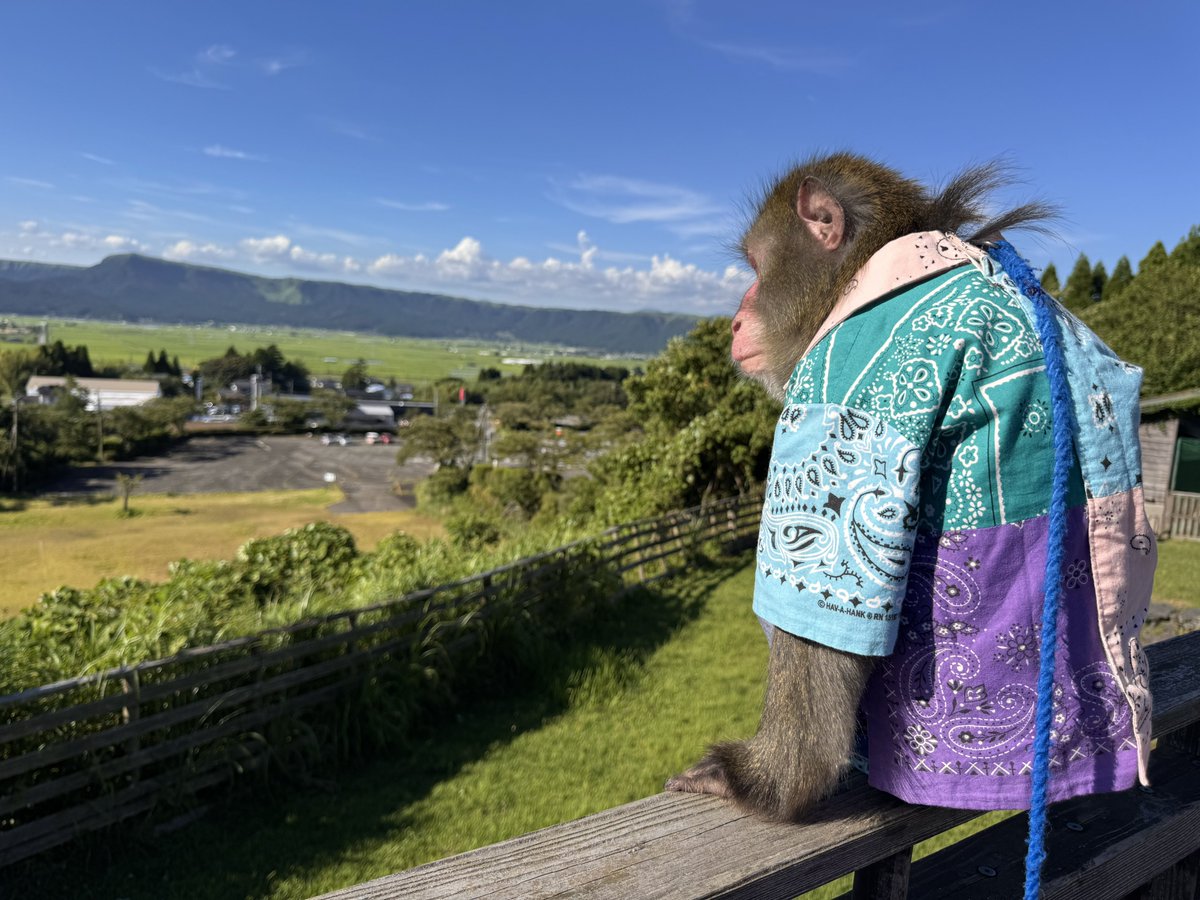 pookieskuroda's tweet photo. 地震のタイミングで、カイさんはお散歩をしておりました。特に動揺することなく景色を眺めておられましたのでご安心ください🙇‍♂️ https://t.co/EF04aaXF6A