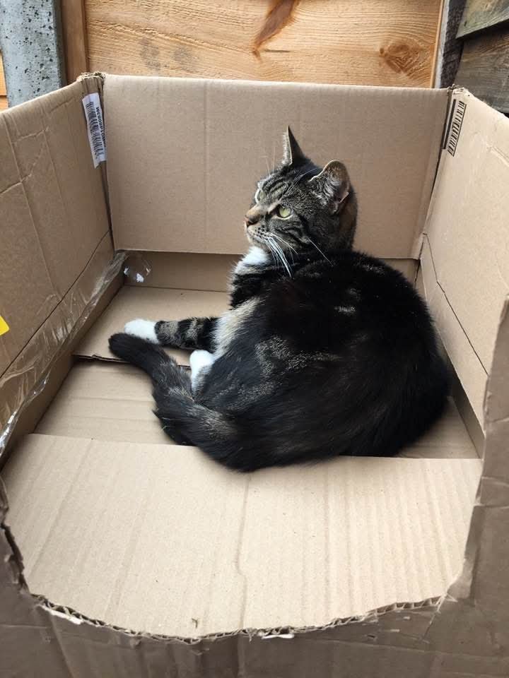 RogueSurgeTM's tweet photo. @MetalFolf I miss my cat too, tigger passed away this year https://t.co/32SV07XIO1