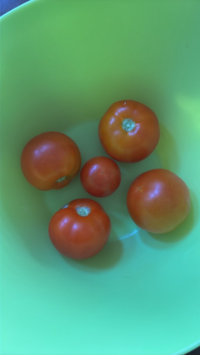 InO_o0225's tweet photo. 実家で実母と娘ちゃんで収穫したトマト🍅 https://t.co/nkTAW2WQWH