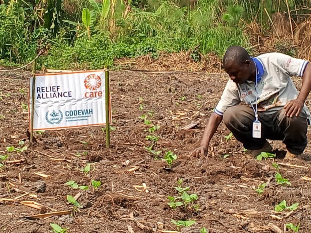 codevah's tweet photo. 🌱Projet DRA ZS Fizi : Après la distribution des intrants agricoles,les champs communautaires de Kichula et Kananda montrent des résultats encourageants. Une initiative mise en œuvre par @codevah en partenariat avec @caredrc pour renforcer la sécurité alimentaire des communautés. https://t.co/fvcxLnmkZk