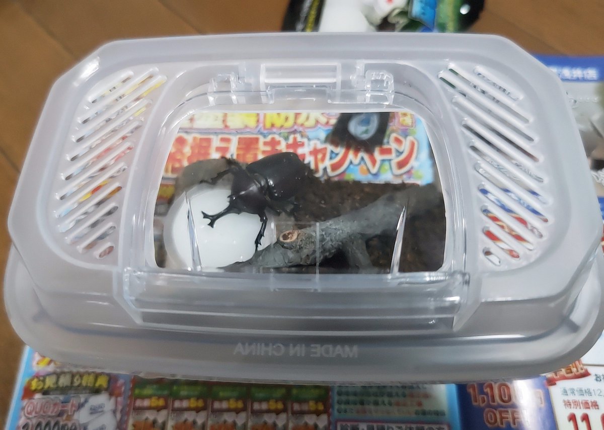 PO_CHI_spl's tweet photo. ゲットしました。
玄関前にいたので。
カブ三郎です( ᐛ )
チビです。
ツノ小さくて持つの怖いです。
さくら🐶もビビってますww https://t.co/qsh5VyW7RM