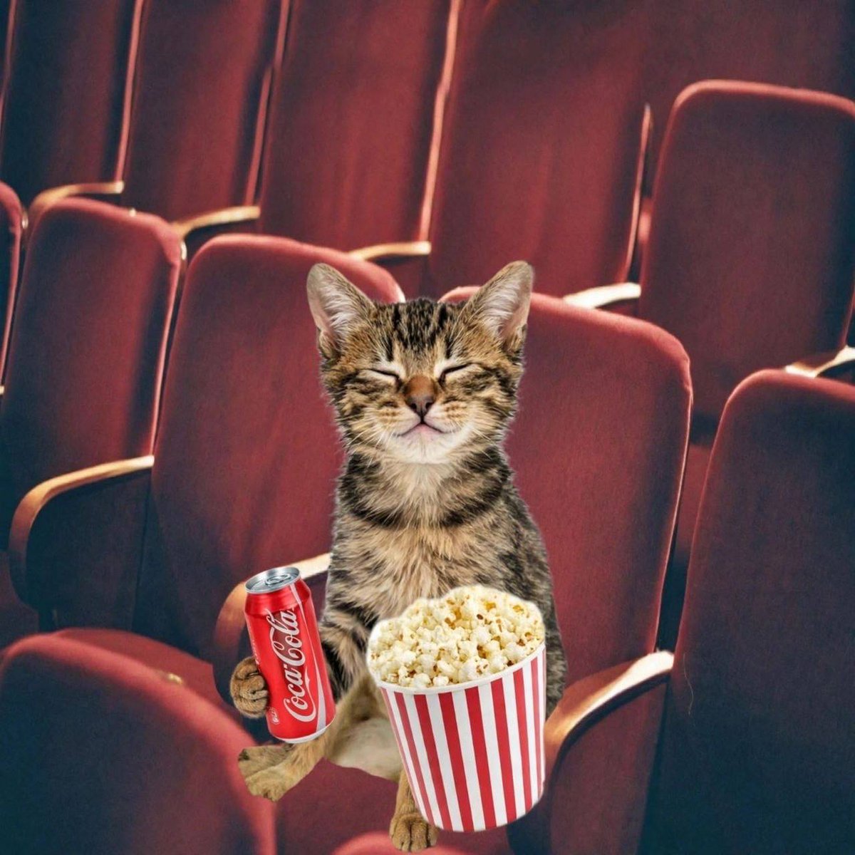 catecoin tweet media