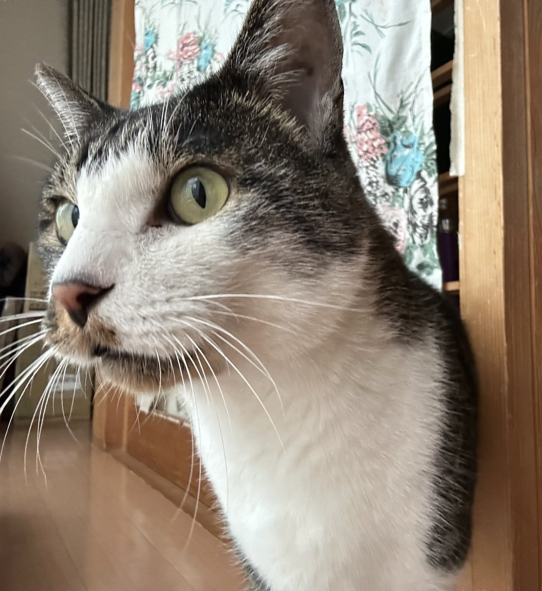 hagu_latte's tweet photo. 【猫を探しています】
福島県二本松市の大壇•若宮地区です。
飼い猫が逃げてしまいました。

名前：ちろ
性別：オス

首輪はしていません。
警戒心が強いので、人に近寄ったりはしません。
目撃情報だけでもいただけるとありがたいです。
よろしくお願いします。

#猫を探しています 
#迷い猫 
#猫 https://t.co/LzXZXuySpC