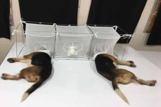 ArmageddonProse's tweet photo. Never forget that this is what Anthony Fauci's NIAID approved and funded:
Beagles with their heads locked in mesh cages, their vocal cords cut to silence their yelps of pain, eaten alive by sand flies -- all for The Science™ https://t.co/iH7jSmTCkV