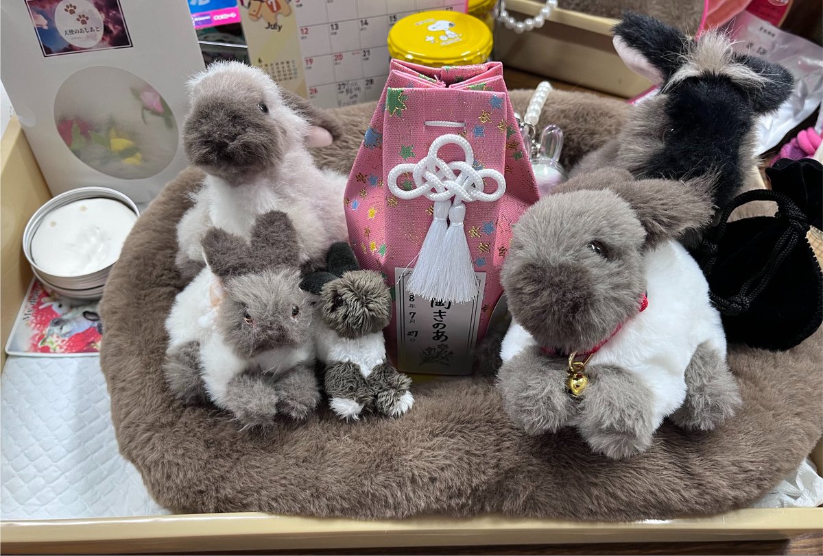 usage_kn's tweet photo. きのあ、無事に火葬を終え帰ってきました🏠

心残りのないように、これまでの後悔全てをさせてくれたきのあに、今はもうありがとうと笑顔で伝えられています🍀

ただ部屋に帰るのが怖い

いつもと違う部屋が、ただただ怖い https://t.co/Xh1PhOhpnc