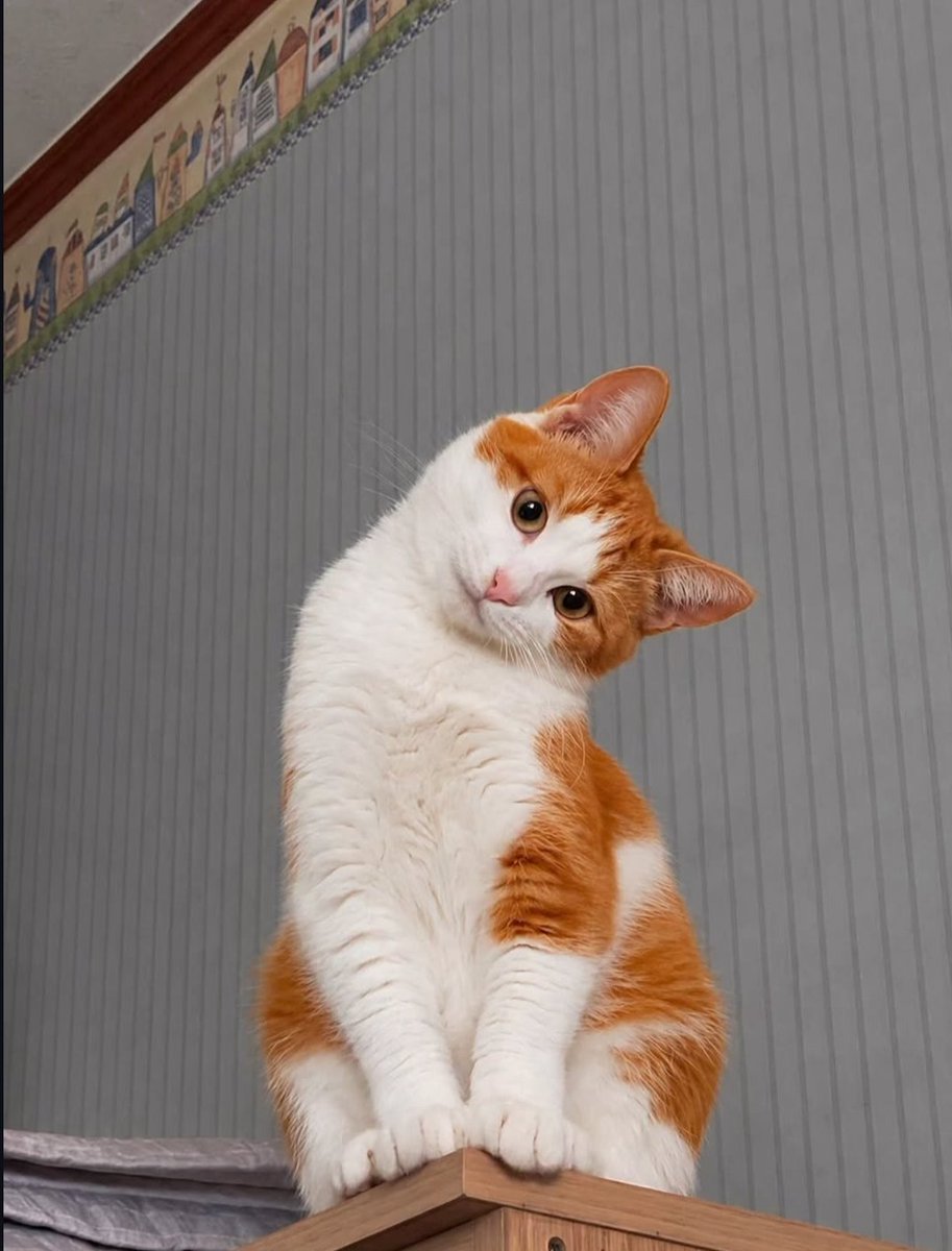 CuteCatsMagic's tweet photo. https://t.co/1aQZfS0ADp