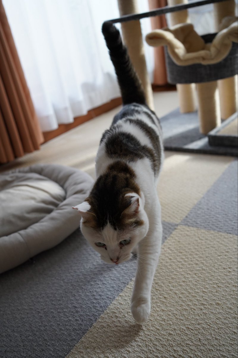 am_3392's tweet photo. 今日の猫です #猫 https://t.co/KMoGgqHCov