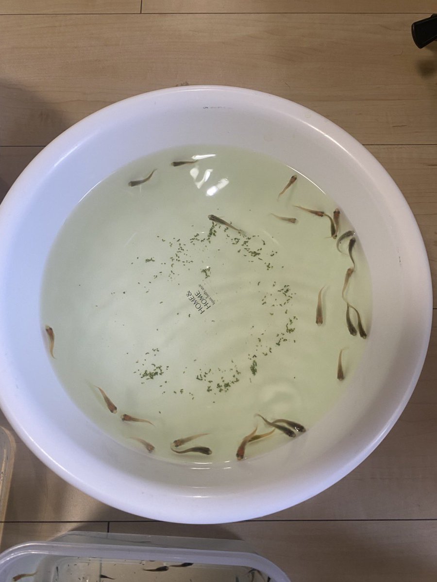 dqp1h's tweet photo. 趣味の一環
メダカ飼育
暑い中水換え&amp;卵採取 https://t.co/XzrYfpiFE0