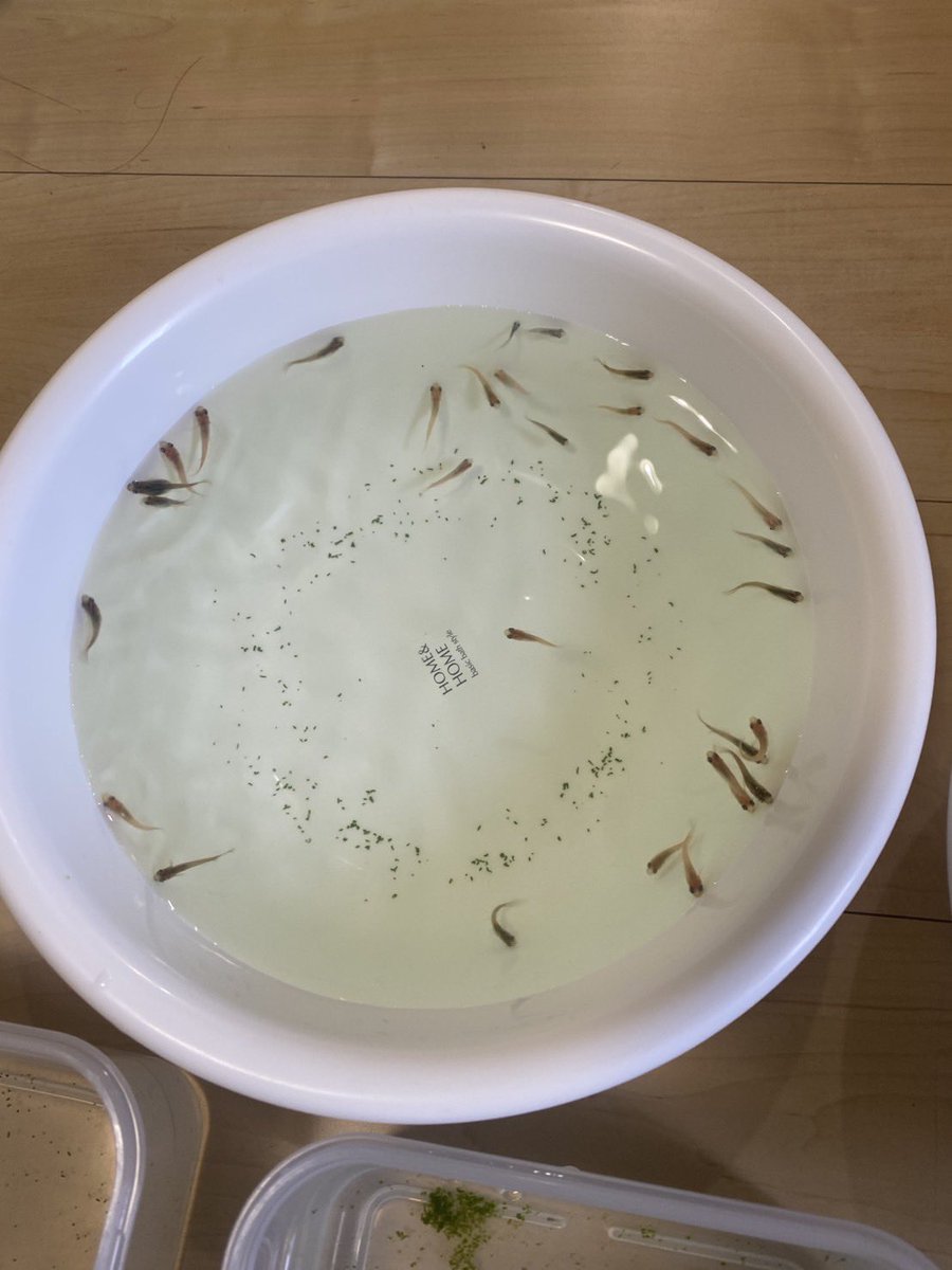 dqp1h's tweet photo. 趣味の一環
メダカ飼育
暑い中水換え&amp;卵採取 https://t.co/XzrYfpiFE0