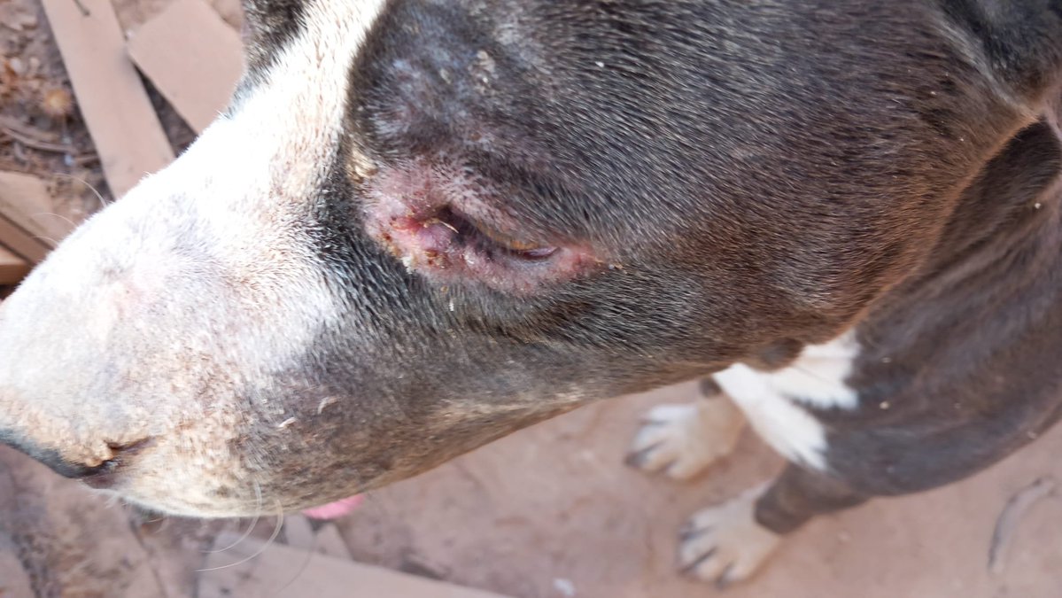 SilviaMylo's tweet photo. Ares era un perro hermoso, bellísimo, sano y sobre todo muy bueno, tiene cuatro años 
Sus dueños se separaron, se fueron sin mirar atrás dejándolo solo en la casa sin 
comer ni beber, esperando que esa escoria que no merece pisar la Tierra que ensucian volviera 😡 
Un chico logró sacarlo, muerto de hambre, en los huesos, enfermo del cuerpo y con el alma destrozada 💔
Lo metió en una cochera y ahí sigue solo, pues no pueden llevarlo al veterinario, ir tres veces a sacarlo, hacer nada pues la cochera es de una señora mayor que la ha cedido pero no puede hacer nada más 😭😢💔
No da ruido el pobre, si alguien se acerca le mira con sus bellos ojitos destrozados por la posible leishmania 😢
Mientras escribo estas letras se me nubla la pantalla con lágrimas de impotencia ante tanta maldad, la imposibilidad de no poder hacer mucho, la tristeza infinita de ver a una criatura inocente totalmente desamparada 😭💔
Pueblo de Sevilla
679328901