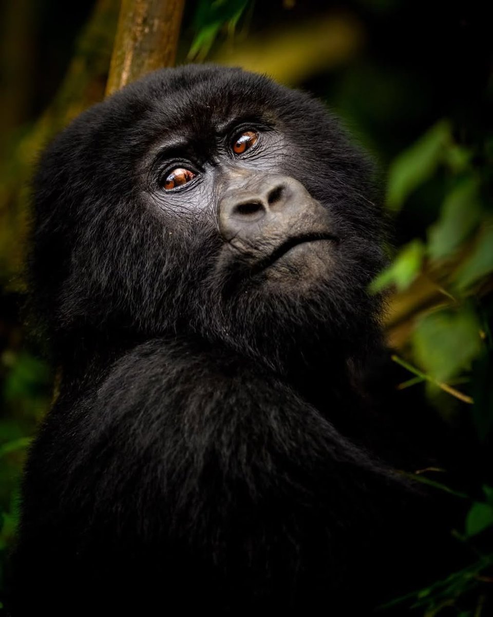OzandaH's tweet photo. How it feels for Uganda to have half of the world's 1060 primate mammal species..The pearl of Africa shall never die #exploreuganda #safaris
Visit @bhrafikitours https://t.co/buRDwcGwoC