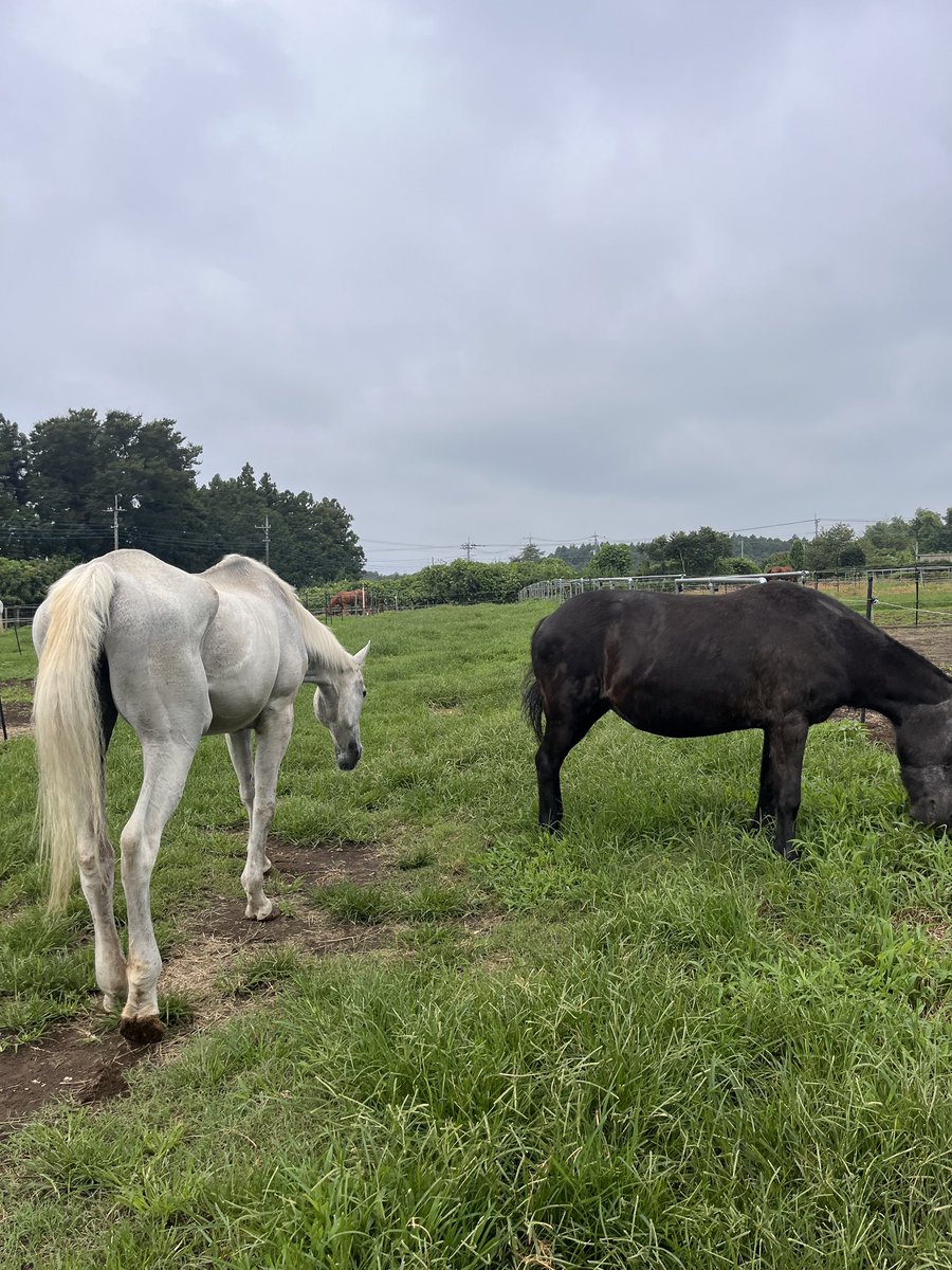 hiro31horse's tweet photo. 今日は涼しい群馬県
今日も彼女と放牧
そして草を水に入れてスムージーにして食べているそう笑

31歳高齢馬
たくさんの馬が処分される中奇跡的に拾われた馬
どんな縁があるかわからないですね
たくさんフォローしていただきリツイートしてもらうと嬉しいです。
彼の馬生に注目お願いします https://t.co/3pUwiaqxVX