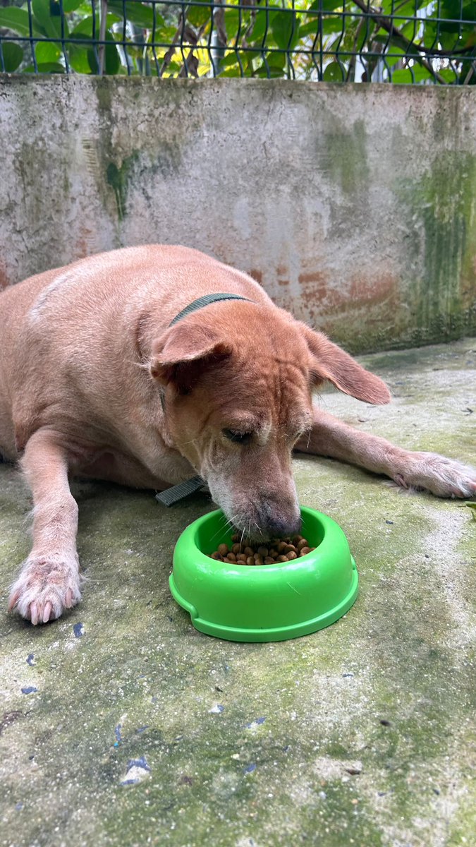 NiallHarbison's tweet photo. We have started her back up on meds, some very light exercise (water takes pressure off her joints) and tiny portions of healthy diet food. 

Just like anybody on a diet I wouldn’t say she is over the moon about it yet (5/6) https://t.co/Z1Oc70t484