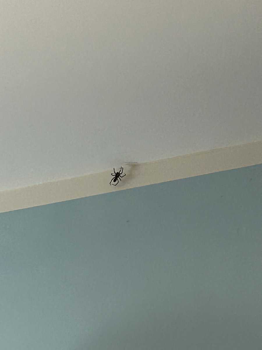 prfctttbrina's tweet photo. do you think it knows spider man brand new day comes out this week https://t.co/jwt6egQQ2r