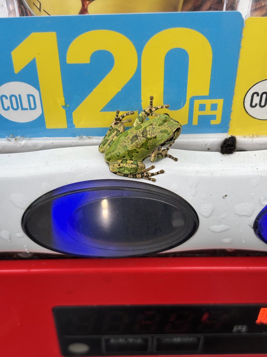 godosanga's tweet photo. 今日のカエルぴょん🐸 https://t.co/fdHs6BqMyP