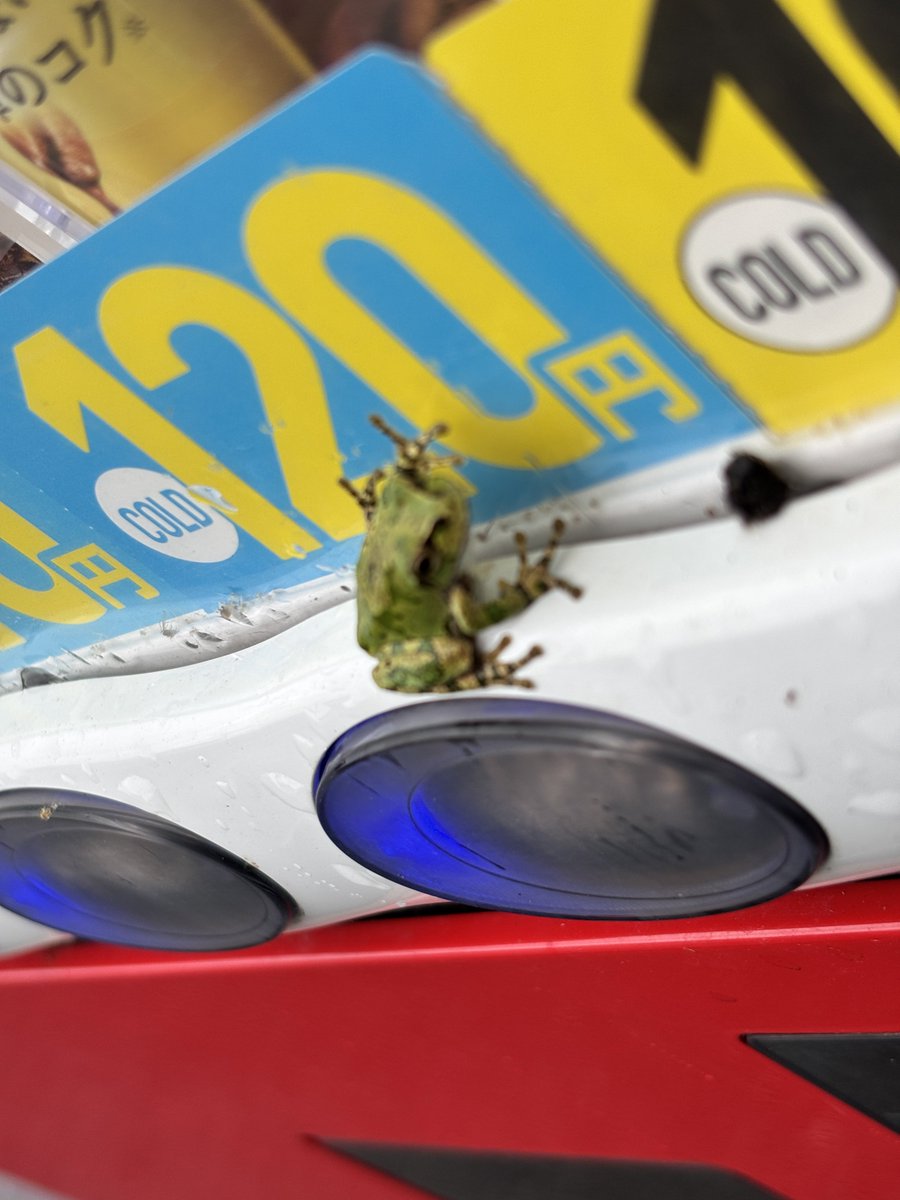 godosanga's tweet photo. 今日のカエルぴょん🐸 https://t.co/fdHs6BqMyP