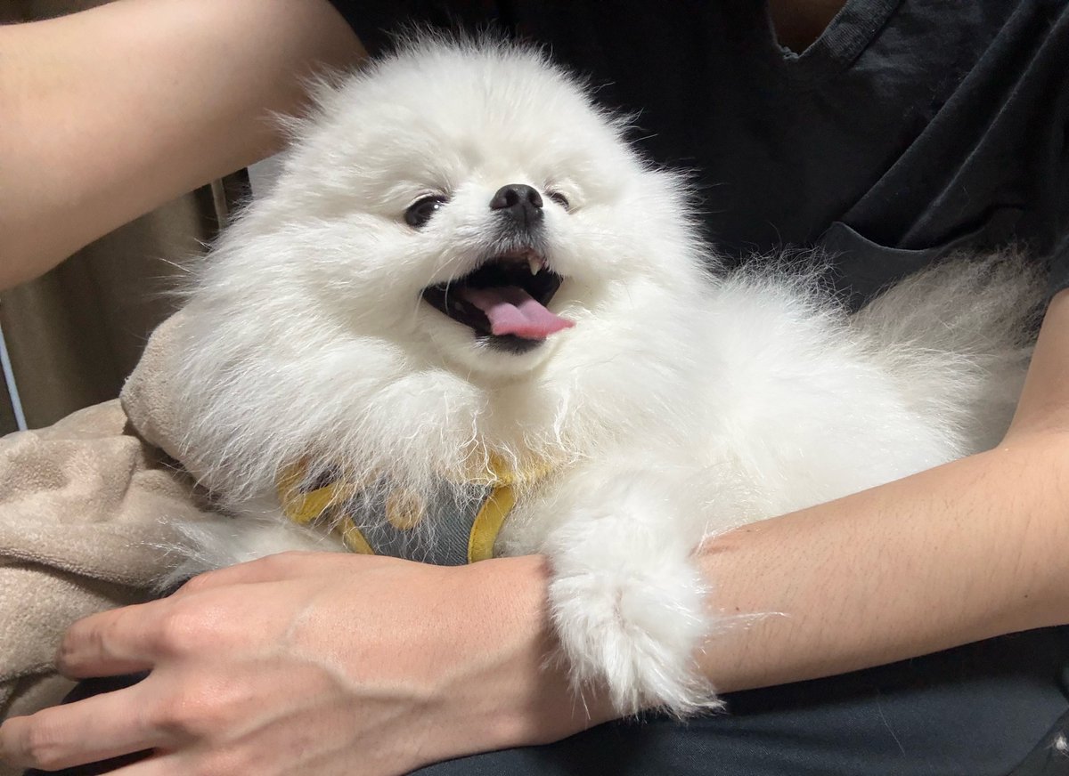 muku_log_1113's tweet photo. 無邪気なポメラニアン https://t.co/5HSD2qH5Su