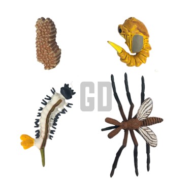 TsengGd's tweet photo. Explore nature’s survivors! This durable mosquito life cycle set helps kids aged 6+ learn four stages—eggs, larvae, pupae, and adults—sparking early science learning.

Product Information:
https://t.co/wkPNEXCQPD

#mosquito #growthcycle #nature #education #biology #gdtseng https://t.co/vQnmEicTHn