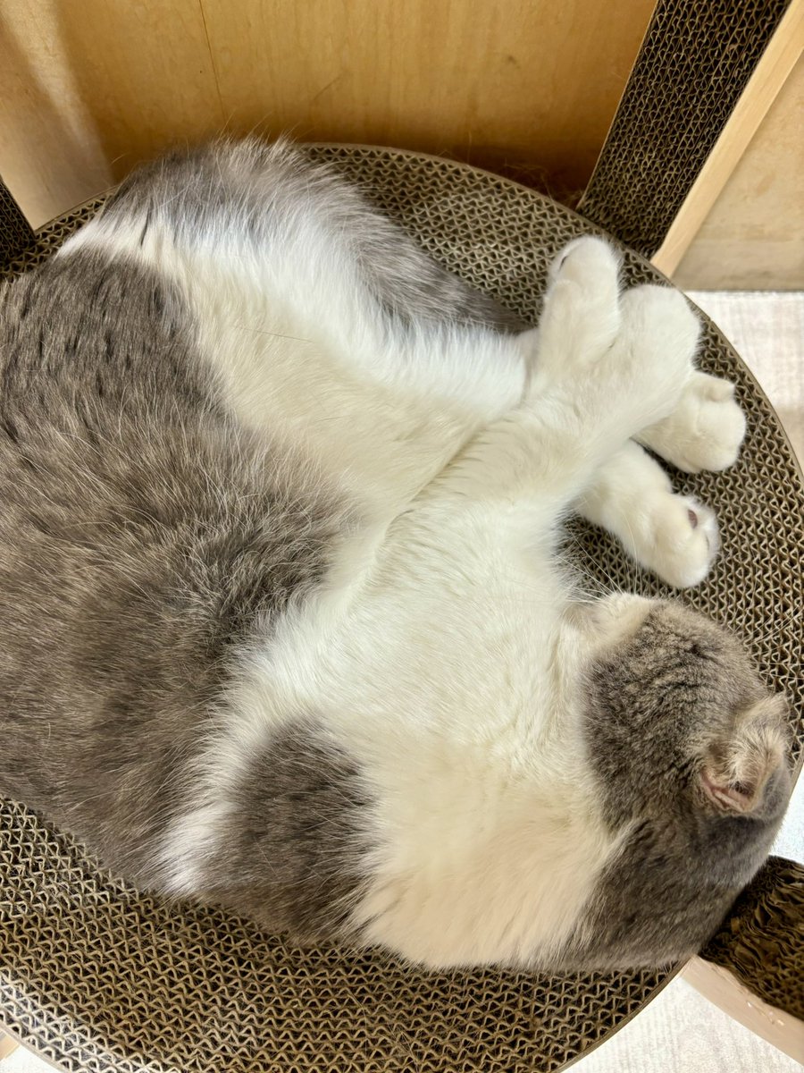 mois_blanc's tweet photo. すやすや猫ちゃん https://t.co/fUMhX711lb