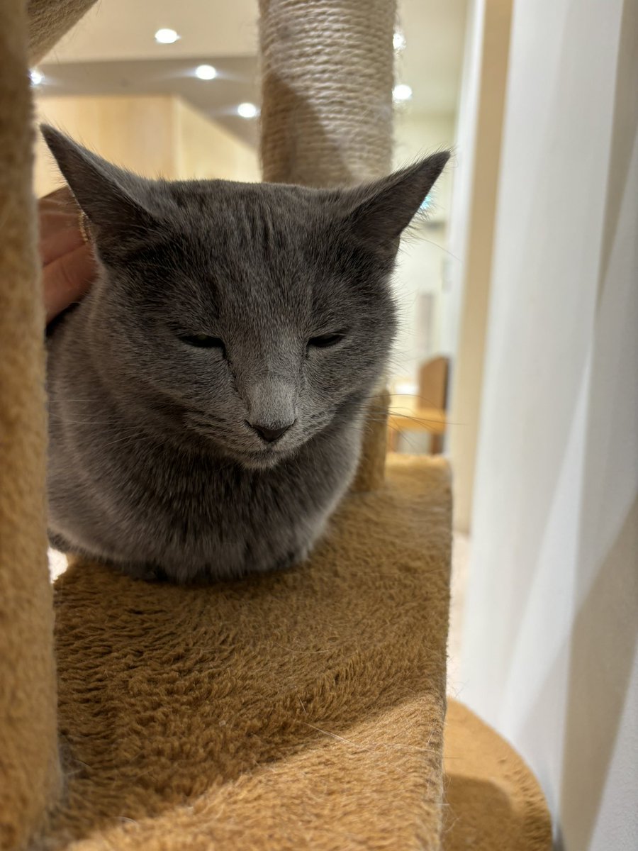 mois_blanc's tweet photo. すやすや猫ちゃん https://t.co/fUMhX711lb