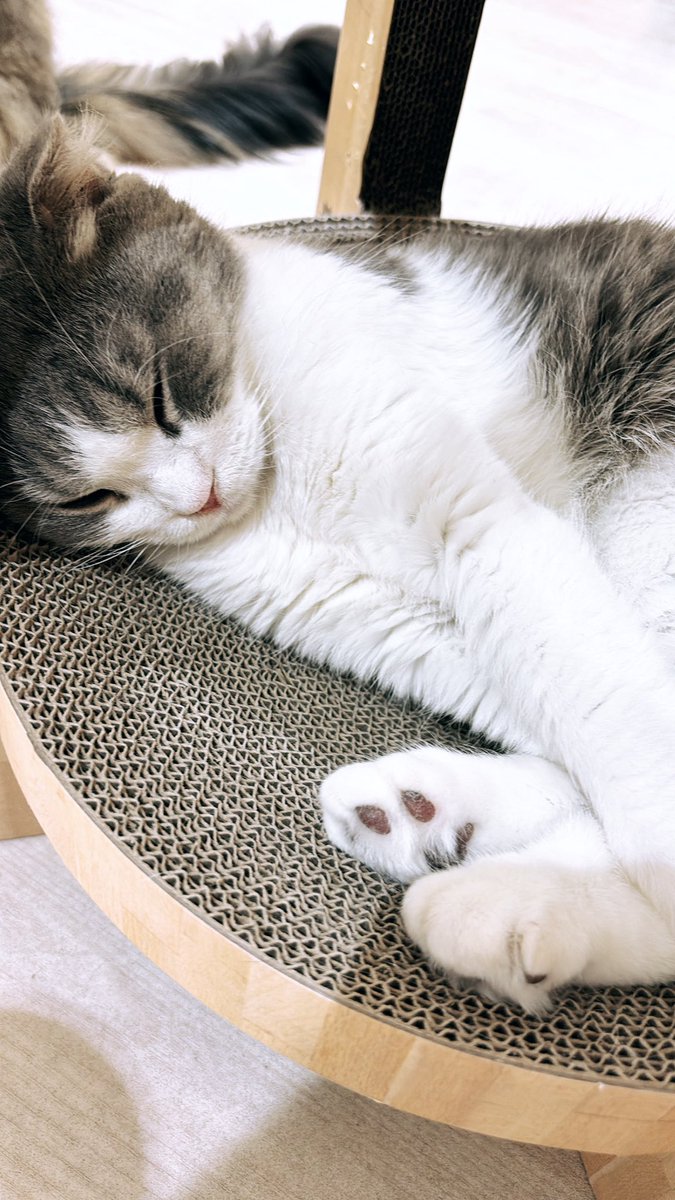 mois_blanc's tweet photo. すやすや猫ちゃん https://t.co/fUMhX711lb