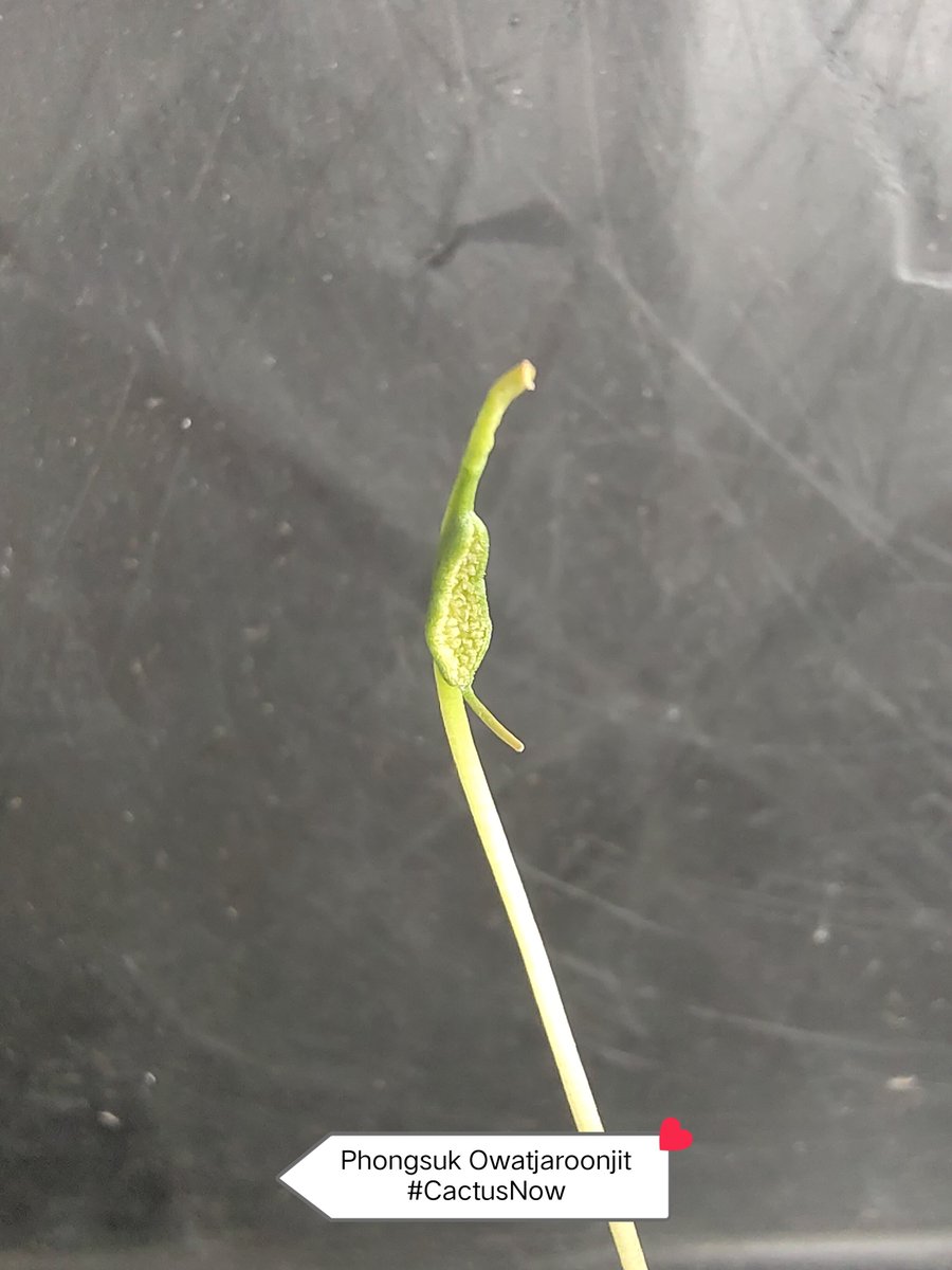 manow224's tweet photo. ดอกแรกตั้งแต่เพาะเมล็ด ต้นก็แปลก ดอกก็ประหลาด มิติพิศวง 😄 (Dorstenia barnimiana) 
#Cactus #CactusNow #Dorstenia #มะพร้าวทะเลทราย https://t.co/d7BxCkaNZk