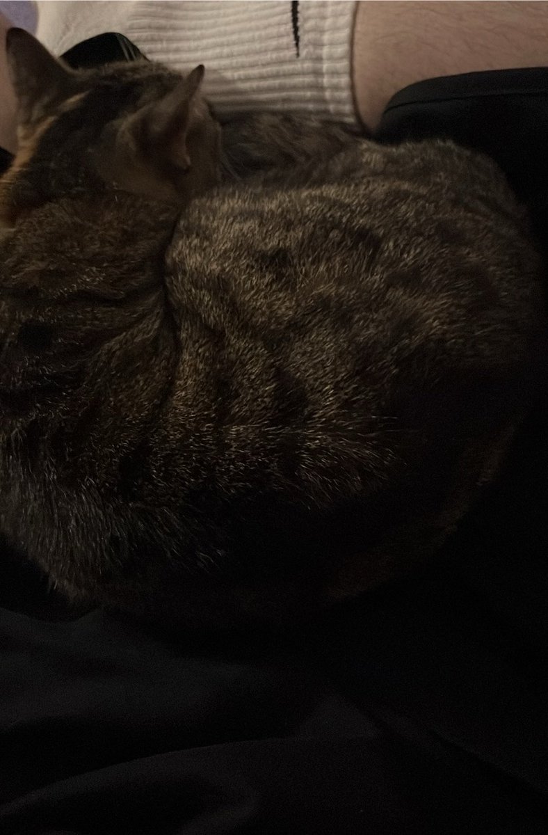 sadwithattitude's tweet photo. catkeeper https://t.co/BAiqr9n03G