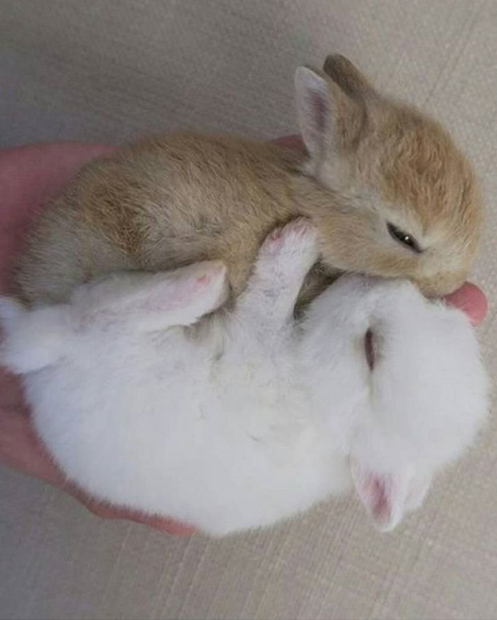 animalpopular9's tweet photo. True love❤ https://t.co/dZ2nCRMX3S