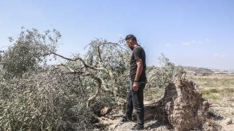 DropSiteNews's tweet photo. 🇵🇸 Israeli settlers uproot thousands of trees near Madama, southwest of Nablus

▪️ Village council head Rami Nassar said the council received an order on July 6 to remove trees along the settler bypass road known as Route 60. Around 1,000 trees were subsequently uprooted, most of them ancient olive trees.

▪️ On Friday, hours after four Palestinians were killed in nearby Tell, a settler from a recently established outpost northwest of Madama began uprooting more trees. Several bulldozers and heavy vehicles later joined the operation, which continued from 1 p.m. until 2 a.m.

▪️ Thousands of trees were uprooted across roughly 350 dunams of land. Nassar said the settlers acted without any prior order or military authorization.

▪️ On Sunday morning, the village council received a new Israeli military order authorizing the removal of still more trees.

Source: Shehab News