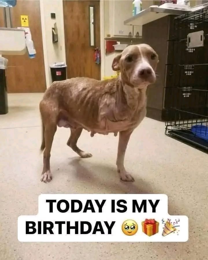 puppiesDoglover's tweet photo. https://t.co/M7tZYGAyUX