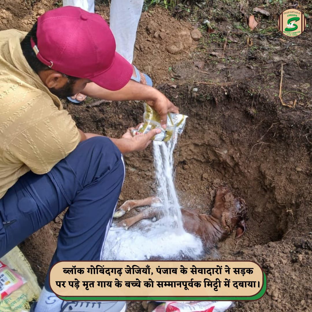 GreenSwelfares's tweet photo. Every life deserves dignity, even in its final moments. Volunteers of Shah Satnam Ji Green 'S' Welfare Committee from Balak Gobindgarh Jajian, Sangrur (Punjab), respectfully buried a deceased calf🐄 found on the roadside, honoring its life while ensuring cleanliness and road safety. 

#RespectForLife #AnimalWelfare #RoadSafety