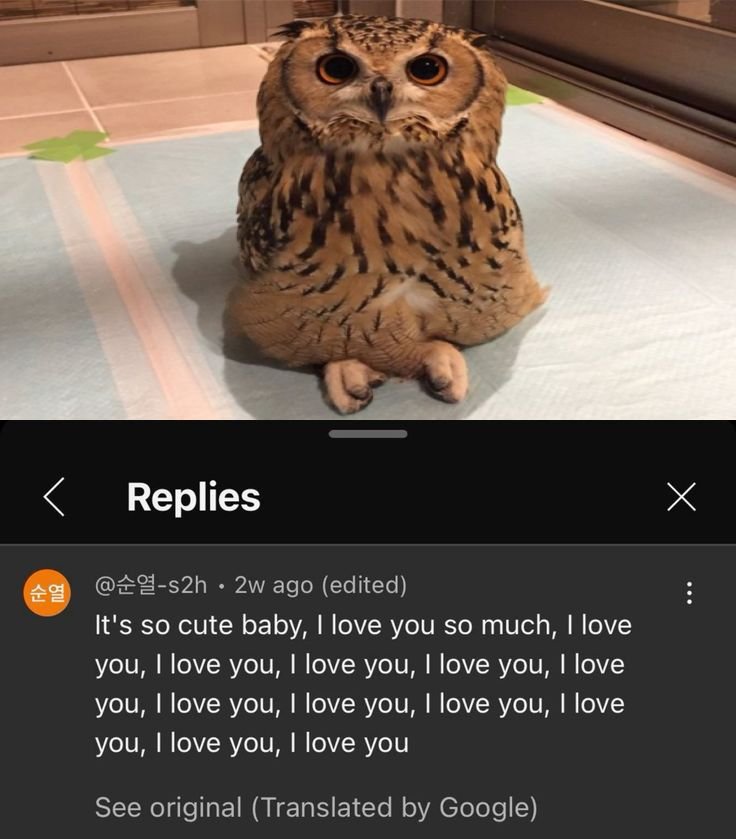 owltwting's tweet photo. https://t.co/mIFBs9ltpK
