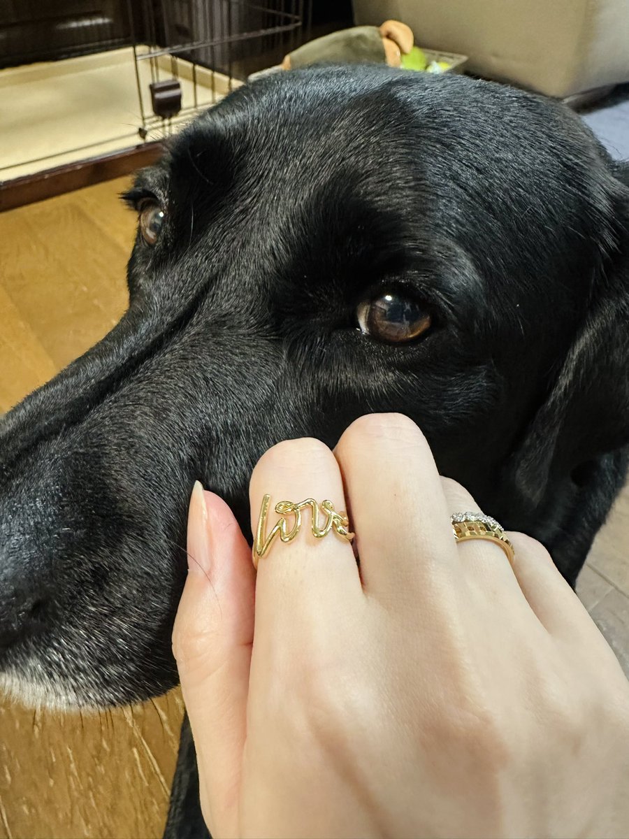 coro2_po's tweet photo. ラブラドールラブリングレトリバ～
3ヶ月待ちに待ったラブリングよ～！かわいすぎて沁みる………… https://t.co/V1XDkJoScU