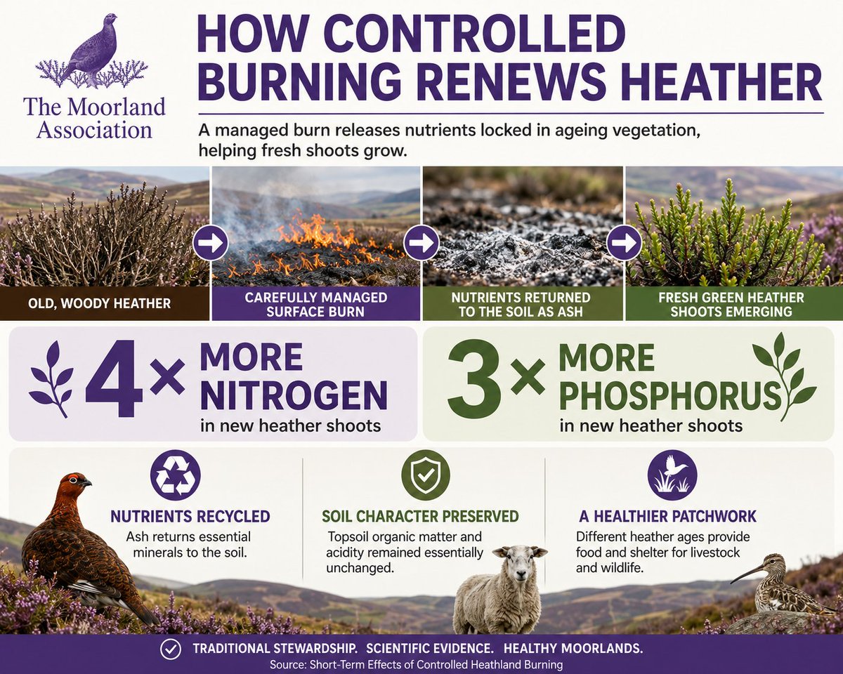 MoorlandAssoc's tweet photo. Burn old, woody heather in spring, and by summer the new growth comes back four times richer in nitrogen and three times richer in phosphorus. Researchers have measured it.

As heather ages it locks the moor's scarce nutrients into tough stems, the soil grows poorer, and the tender shoots that hill sheep and red grouse depend on start to disappear. Leave it be, and pollution-fed grasses move in and the purple moor goes to rank grassland.

A controlled burn resets it. The fire returns those trapped nutrients to the ground as ash, and the fresh heather draws them straight back up, greener and better able to hold out through drought and winter.

The fear that fire wrecks the ground? The same study looked into it. The topsoil's organic matter came through intact, and the soil kept the deep acidity heather needs.

This is the work gamekeepers and hill farmers have done for generations, one careful patch at a time. Now there are numbers behind it.

Read more — link in replies: