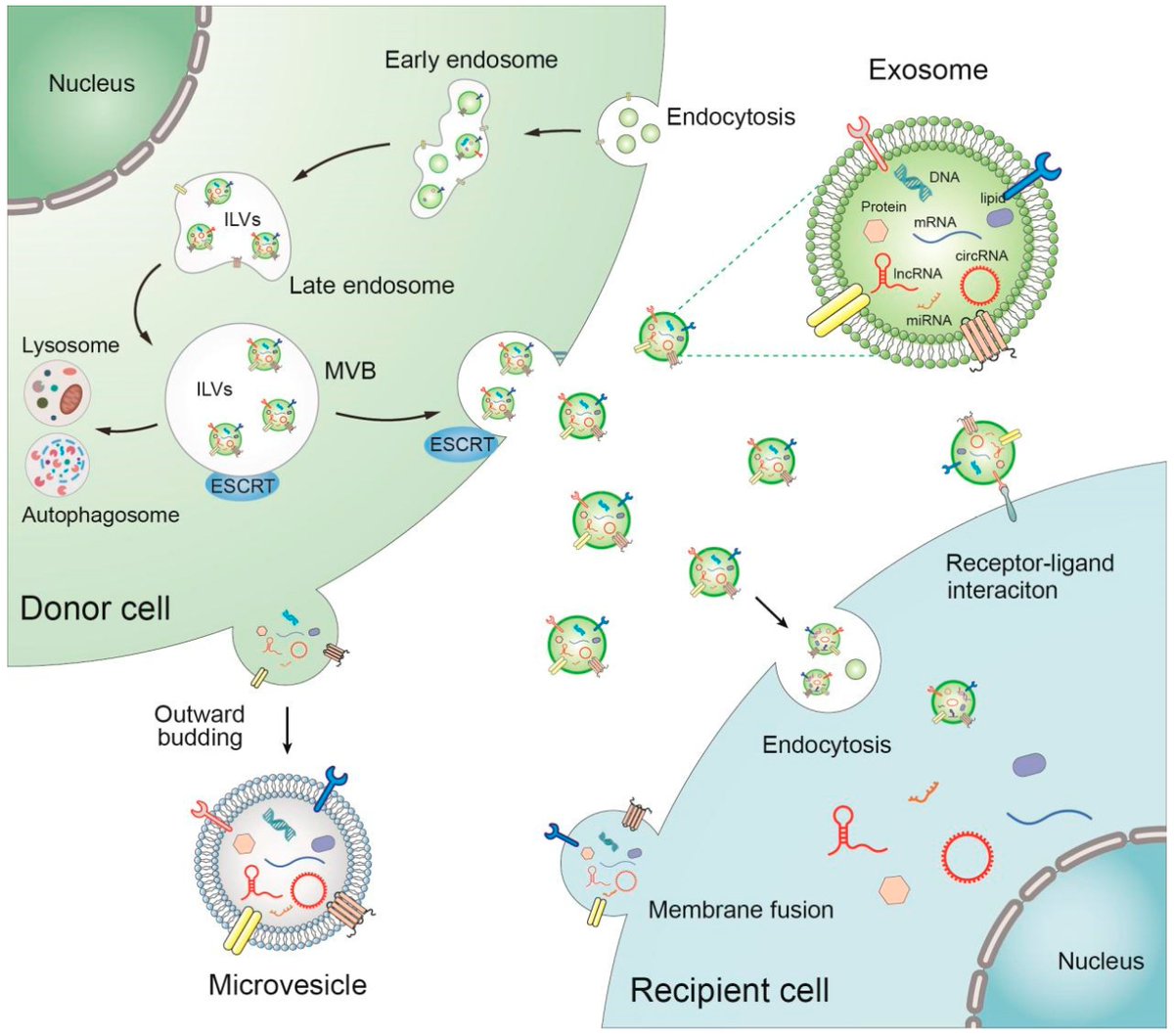 Cancers_MDPI's tweet photo. 📖The Emerging Role of #Extracellular Vesicle-Derived #lncRNAs and #circRNAs in Tumor and Mesenchymal Stem Cells: The Biological Functions and Potential for Clinical Application
✍️Ya-Wen Luo, Chen-Guang Liu et al.
🎉11 citations
Read🔎 https://t.co/LOty6zQZEg
@MediPharma_MDPI https://t.co/ZZIuTkvppH