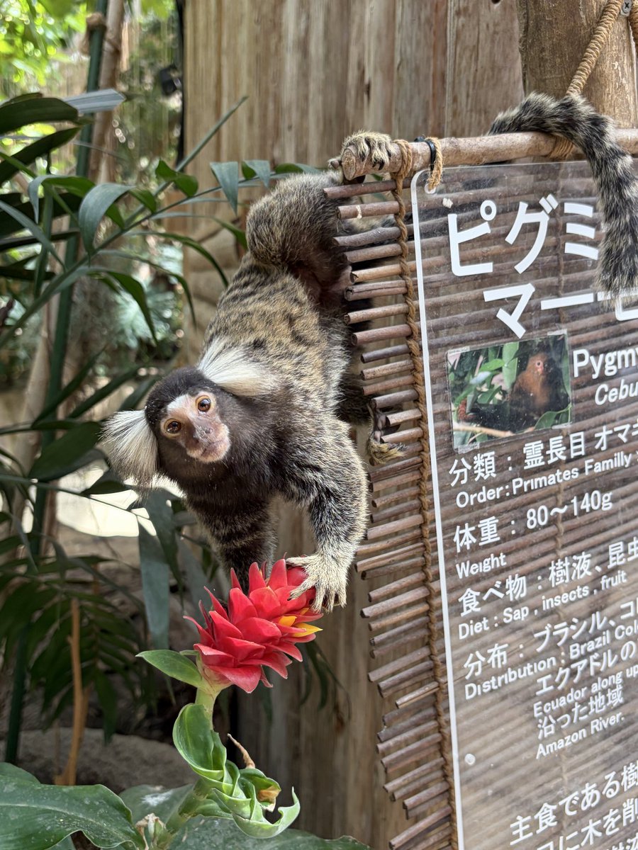 5535ryota's tweet photo. どうぶつ王国

♯遊び編 https://t.co/DWIUBCKKIU