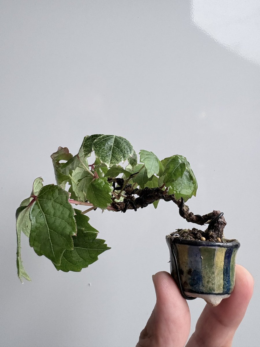 Sstyle0000's tweet photo. #盆栽　#ミニ盆栽　#豆盆栽　#bonsai #mini bonsai 
#mame bonsai 盆クラ市でGETした〜夏蔦です〜😄 https://t.co/QIygGPTyaf