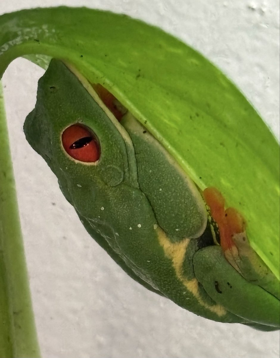 WildWingsInc's tweet photo. Red-eyed tree frogs spend most of their lives in the trees, using their sticky toe pads to climb and cling to leaves and branches. Their large eyes and bright colors make them one of the most recognizable frogs in the rainforest! #redeyedtreefrog #wildwings #wildwingsinc https://t.co/rbw4ptTv8B