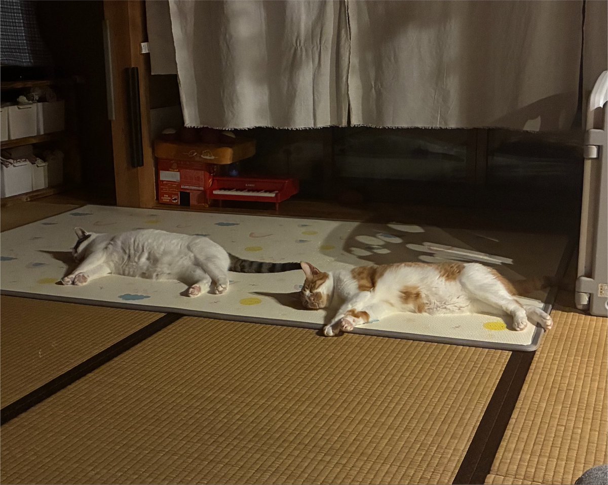 Cat_Designyer tweet picture