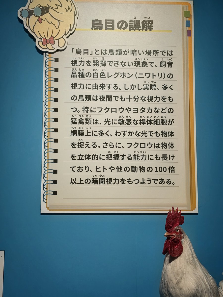 kekopk's tweet photo. 科博 いきもの超ワールド展でのこと。
鳥が夜でも目が見えているのは知っていた。ただ鳥目が白色レグホン由来なのは寡聞にして存じ上げませんでした。ビックリ https://t.co/kGByahRijo
