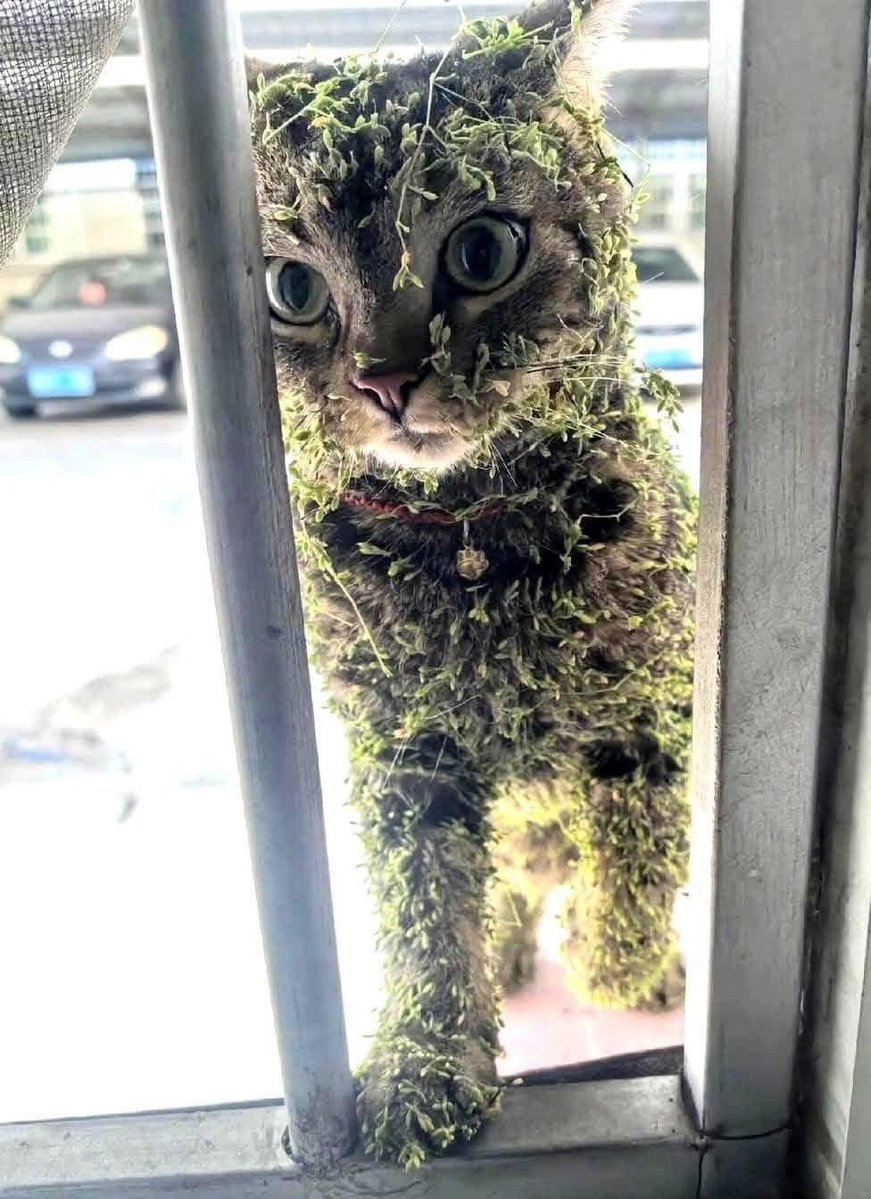 joshikinani's tweet photo. 行方不明になった猫。数日後、変わり果てた姿で帰ってくる。 https://t.co/GkadCxeOPV