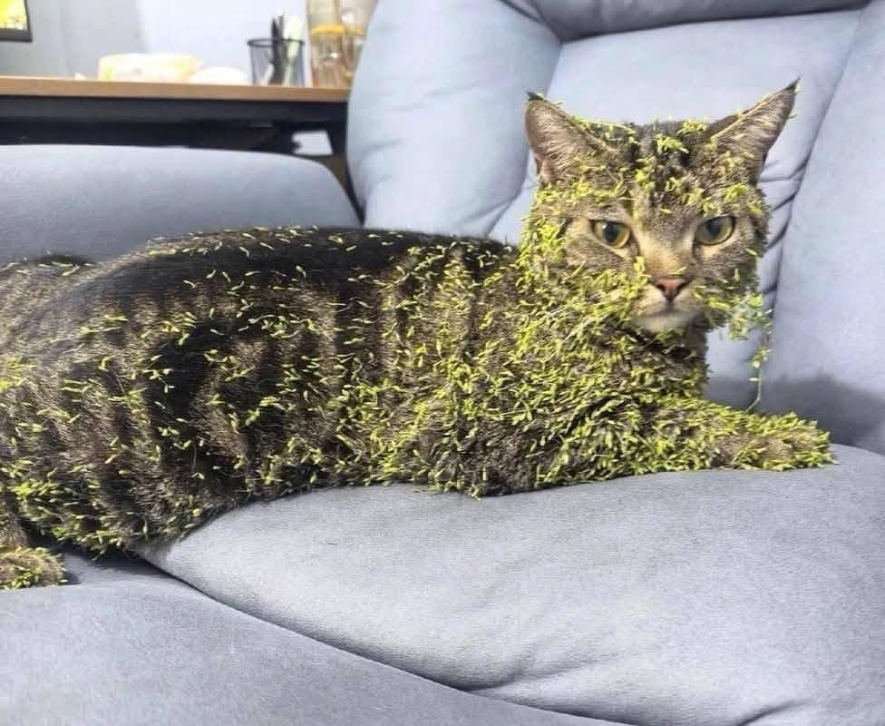 joshikinani's tweet photo. 行方不明になった猫。数日後、変わり果てた姿で帰ってくる。 https://t.co/GkadCxeOPV