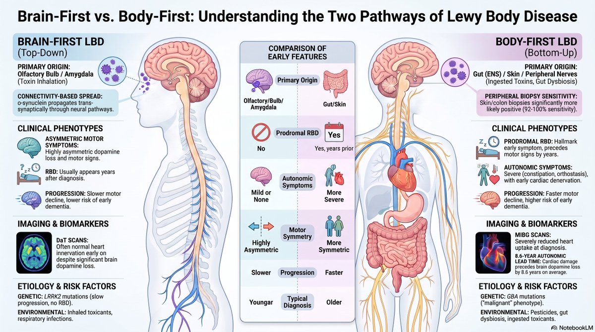 thmonk_pf's tweet photo. LBDの表現型多様性をα-synuclein初期発生部位(嗅球=brain-first、腸管/皮膚=body-first)とconnectome依存性伝播で説明するBvBモデルを画像/剖検/動物実験から批判的に検証した総説

#LBD 
#papers 
https://t.co/dWIT8QhCNf https://t.co/1oMErX5F0Q