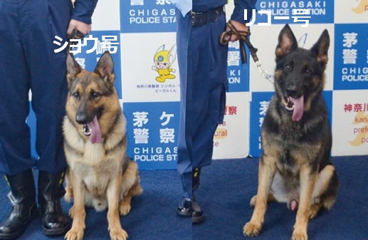 koinuno_heya's tweet photo. 【神奈川】
茅ケ崎警察署は7月1日、管内で行方不明になった高齢者をわずか5分ほどで発見したとして警察犬のショウ号（2歳）とリコー号（3歳）に感謝状を贈った。#話題犬・子犬

📰タウンニュース
https://t.co/KforPP19vP https://t.co/n1maADXTvY