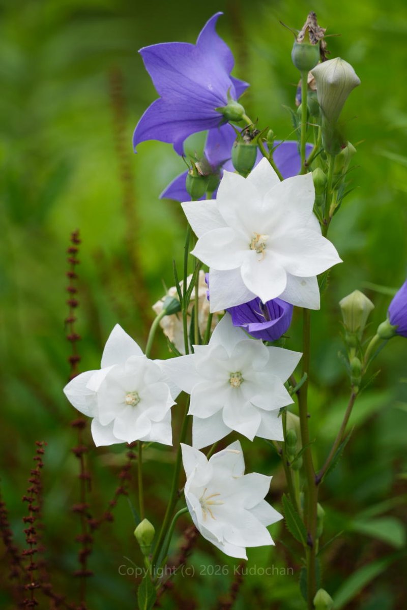 桔梗は好きな花なので気持ちが癒されました😌✨