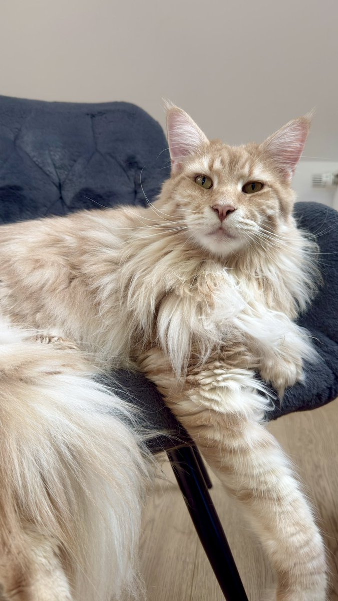 qrq42spyb6's tweet photo. 🐱🐺 WAIT—have I even properly introduced you all to Bubu yet?!

Meet Bubu, my two-year-old Maine Coon and most loyal companion. 🤍

He’s fluffy. He’s handsome. He follows me everywhere. And he possesses absolutely ZERO understanding of the concept of personal privacy. 😭 Sir, sometimes your mother would like to use the bathroom ALONE.

But anyway, @Love_Deepspace @InfoldGames, I think you should know something important:

Bubu is an apex predator.

You have withheld my wolf boyfriend for long enough. I have attempted diplomacy. I have sent emails. I have presented the extremely reasonable Give Valko, Get Money™ business proposal.

Do not force my hand.

RELEASE THE WOLF OR I WILL UNLEASH THE BEAST. 🐱

…he will probably demand snacks and then take a nap, but YOU DON’T KNOW THAT.

#ValkoIsLoved #ValkoIsValuable #BringValkoBack