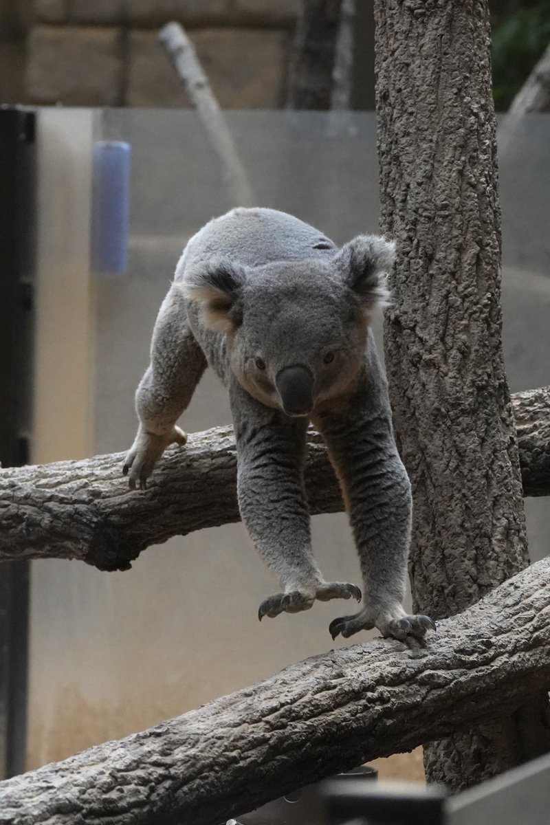 腕を飛ばしてジャンプ！ #スカイ #コアラ #東山動植物園