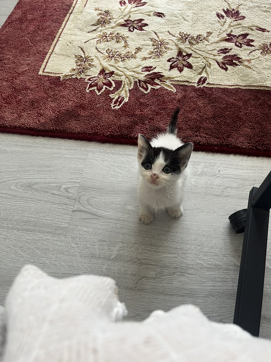 AsliBilicii's tweet photo. Hala yuva bulamadık bu bebeğe. 3 haftadır kardeşim ilgileniyor, elleriyle besledi ve bu hale getirdi. 
Zaten 5 kedimiz var, bir kedi alacak durumda değiliz maalesef. Çok ama çok güzel bir kedi, kucağımızdan inmiyor. Neden gerçekten onu sevecek bir yuva bulamadık hâlâ bilmiyorum🥺 https://t.co/BXSspDZBRY